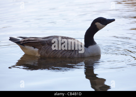 Kanadagans (Branta Canadensis). Trinken. Fluß Thet, Thetford, Norfolk. VEREINIGTES KÖNIGREICH. Stockfoto