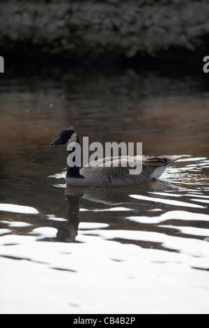 Kanadagans (Branta Canadensis). Fluß Thet, Thetford, Norfolk. VEREINIGTES KÖNIGREICH. Stockfoto