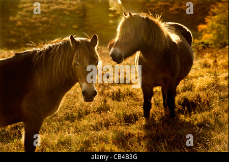 Wilde Exmoor Ponys Weiden auf Moorland, Exmoor, Großbritannien Stockfoto