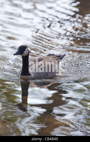 Kanadagans (Branta Canadensis). Schwimmen. In der Nähe von Silhouette. Fluß Thet, Thetford, Norfolk. VEREINIGTES KÖNIGREICH. Stockfoto
