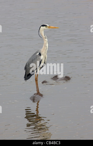 Ein Graureiher thront auf der Rückseite ein Nilpferd im Kruger National Park, Südafrika. Stockfoto