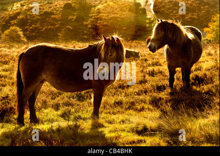 Wilde Exmoor Ponys Weiden auf Moorland, Exmoor, Großbritannien Stockfoto