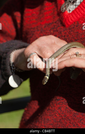 Ringelnatter (Natrix Natrix). Zweiten Jahr juvenile statt in Menschenhand. Norfolk. April. Stockfoto