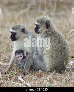(Grün) Vervet Affen (grüne Aethiops) mit einem Baby im Krüger National Park. Stockfoto