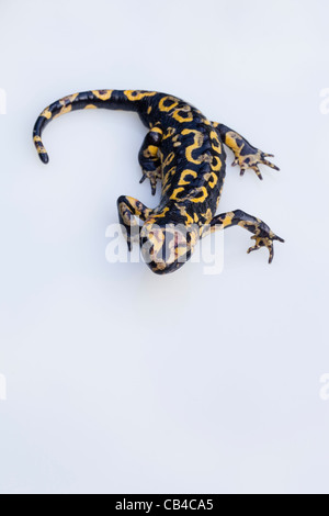 Portugiesische Feuersalamander (Salamandra salamandra gallaica). In einer Reihe von Unterarten in Europa, Nordafrika, Naher Osten Stockfoto