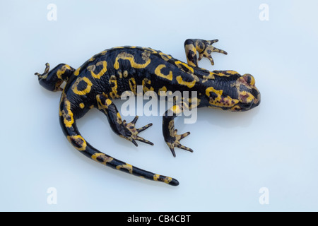 Portugiesische Feuersalamander (Salamandra salamandra gallaica). In einer Reihe von Unterarten in Europa, Nordafrika, Naher Osten Stockfoto
