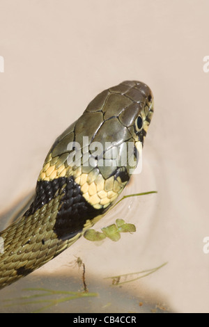 Ringelnatter Natrix Natrix Helvetica. Kennung. Kopf, zeigen typische gelbe "Hals-Kragen". Skalierung auf den Kopf. Stockfoto