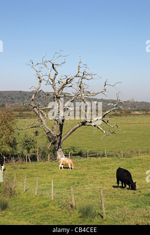 Arun Tal South Downs West Sussex anzeigen Stockfoto