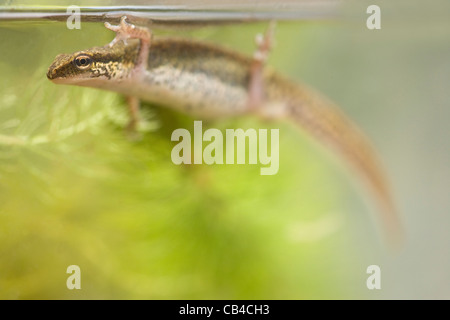 Palmate Newt Lissotriton (Triturus) Helvetica. erwachsene Frau, unter Wasser. Hinweis Kennzeichnung, die Seite von Kopf und Körper. Stockfoto