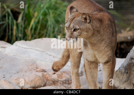Wilde Großkatze Cougar, Puma concolor, verstecktes Porträt eines ...