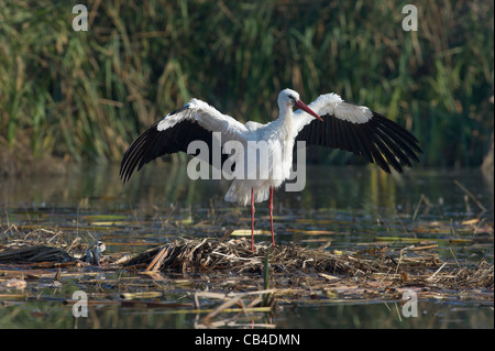 Ein Weißstorch immer seine Flügel trocknen Stockfoto