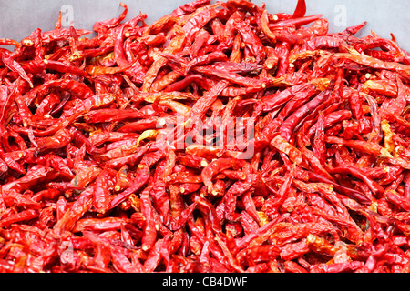 Chilischoten trocknen in der Sonne in Thailand. Stockfoto