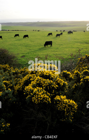 Rinder grasen auf den South Downs durch des Teufels Deich nördlich von Brighton an einem Herbsttag Stockfoto