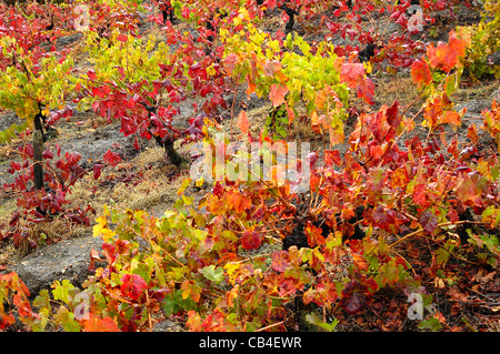 Weinberg im Herbst. Quiroga, Lugo, Galicien, Spanien Stockfoto