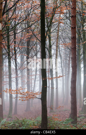 Bilder gemacht in einem nebligen Wald im Herbst dieses Jahres. Stockfoto