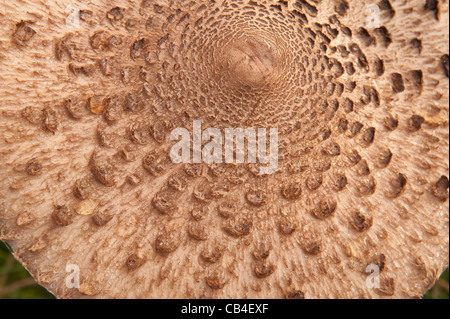 Parasol Pilz Pilze im Rasen Detail Fruchtkörper wachsen Stockfoto