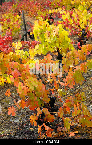 Weinberg im Herbst. Quiroga, Lugo, Galicien, Spanien Stockfoto