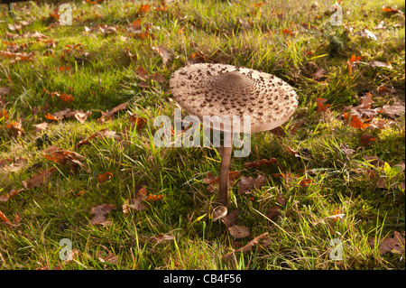 Parasol Pilz Pilze im Rasen Detail Fruchtkörper wachsen Stockfoto