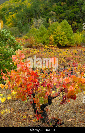 Weinberg im Herbst. Quiroga, Lugo, Galicien, Spanien Stockfoto