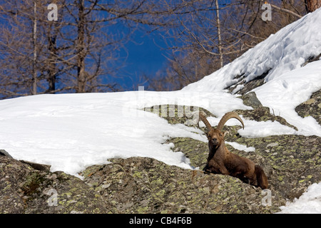 Alpensteinbock (Capra Ibex) Stockfoto