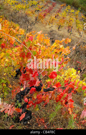 Weinberg im Herbst. Quiroga, Lugo, Galicien, Spanien Stockfoto