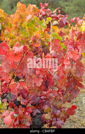 Weinberg im Herbst. Quiroga, Lugo, Galicien, Spanien Stockfoto