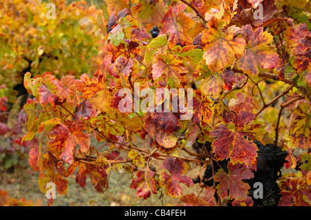 Weinberg im Herbst. Quiroga, Lugo, Galicien, Spanien Stockfoto