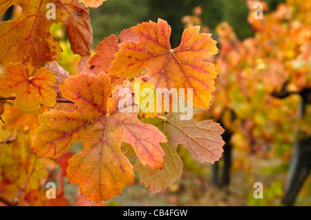 Weinberg im Herbst. Quiroga, Lugo, Galicien, Spanien Stockfoto