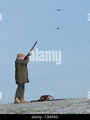 Fasan Shoot Spiel im Winter Königreich Stockfoto