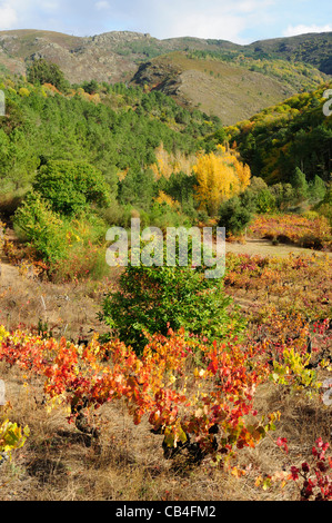 Weinberg im Herbst. Quiroga, Lugo, Galicien, Spanien Stockfoto