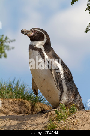 Humboldt-Pinguin (Spheniscus Humboldti) Stockfoto