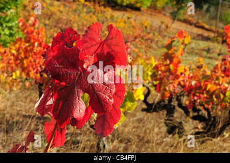 Weinberg im Herbst. Quiroga, Lugo, Galicien, Spanien Stockfoto