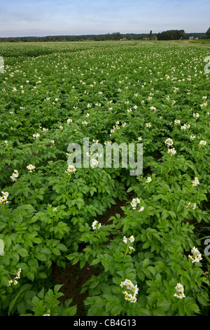 Kartoffelfeld Blüte im Sommer, Belgien Stockfoto