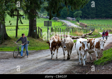 Wanderer und Bauer mit Fahrrad Herden Vieh entlang Weg vom Feld zum Hof in den Ardennen, Belgien Stockfoto