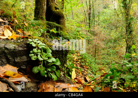 St.Patricks Kohl (Saxifraga Spathularis) in Laubwald. Galicien, Spanien. Stockfoto