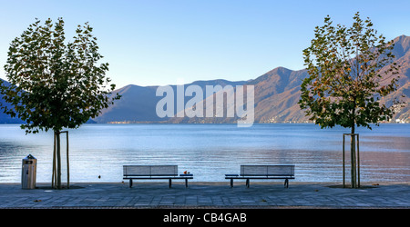 Platanen und Bänke am Seeufer Ascona, Tessin, Schweiz, mit Blick auf den Lago Maggiore Stockfoto