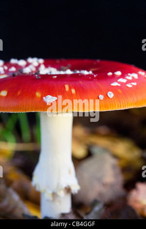 Pilz Fruchtkörper des Fliegenpilzes Amanita Muscaria, Kent, UK, Herbst. Stockfoto