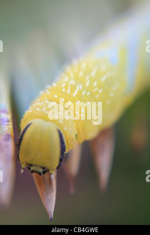 Totenkopf Hawkmoth Larven kriecht auf Blatt in Moraira, Spanien Stockfoto