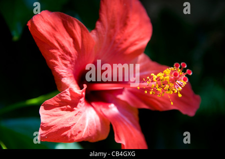 Schöne rot/Orange/rosa Blume in der Sonne mit prominenten gelben Blütenstaub und Laub Hintergrund Stockfoto