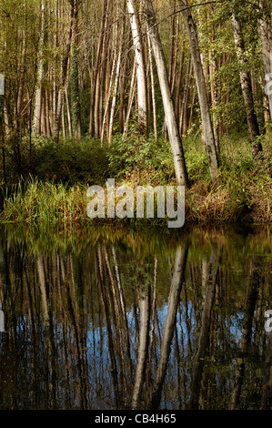 Europäische Espe oder Pappel Zittern Wald (Populus Tremula) des Flusses Cabe, Galicien, Spanien. Stockfoto