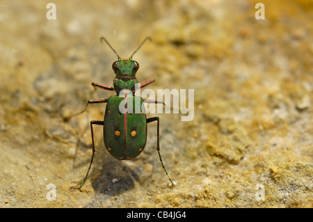 Grün-Sandlaufkäfer (Cicindela Campestris) Stockfoto