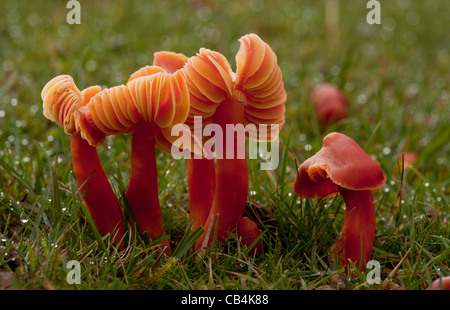 Scharlachrote Waxcaps, Hygrocybe Coccinea, in alten Weiden Grünland am Emery Down, New Forest, Hants. Stockfoto