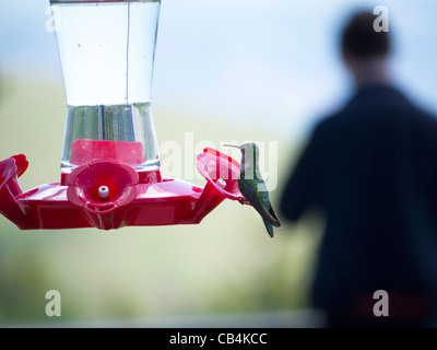 Kolibri am Feeder im Grand Teton National Park ist ein Nationalpark der Vereinigten Staaten befindet sich im Nordwesten von Wyoming, Stockfoto