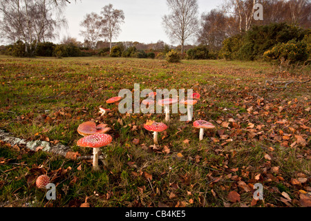 Gruppe der Fliegenpilz-Pilze, Amanita Muscaria in alten Grünland unter einer Birke, Gorley Common, New Forest, Hants. Stockfoto