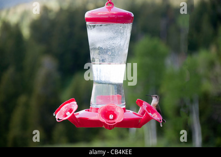 Kolibri am Feeder im Grand Teton National Park ist ein Nationalpark der Vereinigten Staaten befindet sich im Nordwesten von Wyoming, Stockfoto