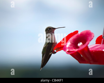 Kolibri am Feeder im Grand Teton National Park ist ein Nationalpark der Vereinigten Staaten befindet sich im Nordwesten von Wyoming, Stockfoto