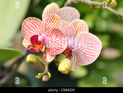 Rosa und gelbe Orchidee Blumen und Knospen Stockfoto
