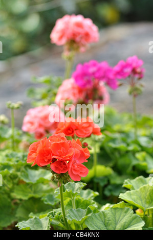 Rote und rosa Geranie Gartenblumen in Töpfen Stockfoto
