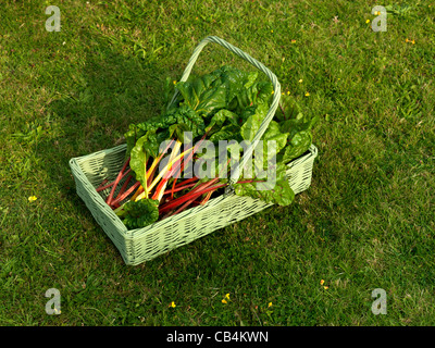 Mangold-Spinat-Typ-Gemüse mit roten und gelben Stielen Beta Cicla aus der Zuckerrüben-Familie In einem Trug Stockfoto