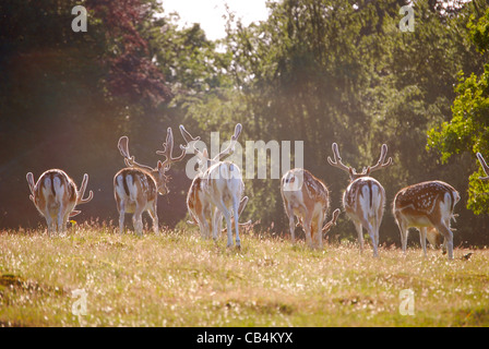 Eine Gruppe von Rotwild in den frühen Abend Sommersonne in Knole Park, Sevenoaks Stockfoto